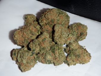 Mango Starburst Gelato / Hybrid