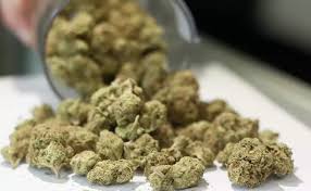 Garlic Cocktail / Rare Hybrid Dominant Strain (40% indica / 60% sativa)