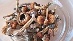 Blue Meanies, Potent Strain Of Psilocybe Cubensis